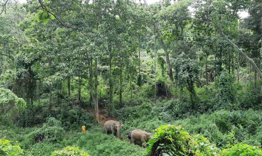 Elephants roaming the forest near Chiang Rai