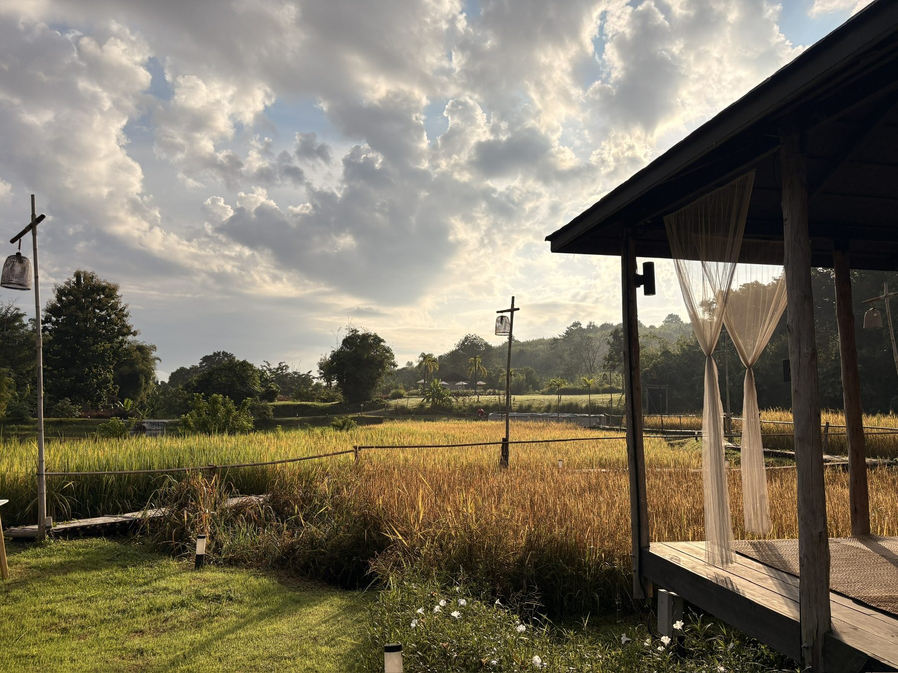 Golden rice fields at sunrise from the pavilion