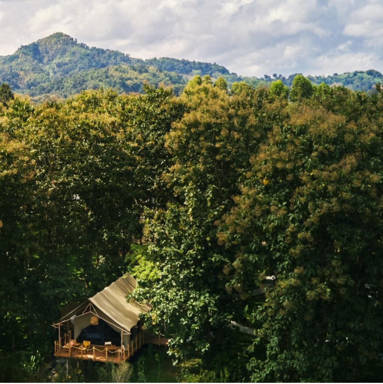 A tent nestled in the green beneath the teak canopy